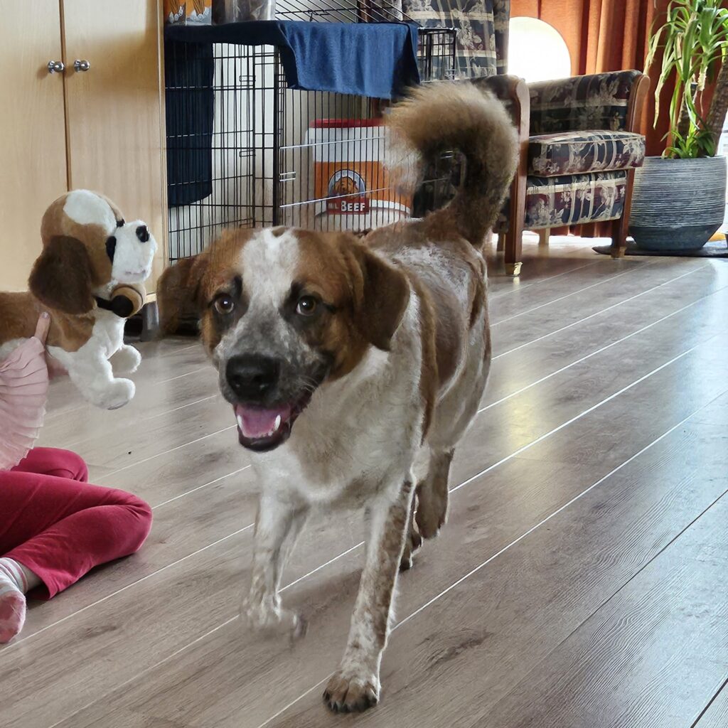 Xolo - Ben